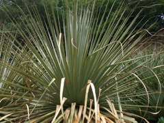 Puya mirabilis