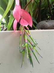 Billbergia