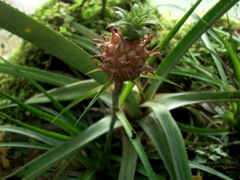 Ananas comosus - Fructification