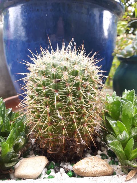 Echinocereus chloranthus (Cactus hérisson)