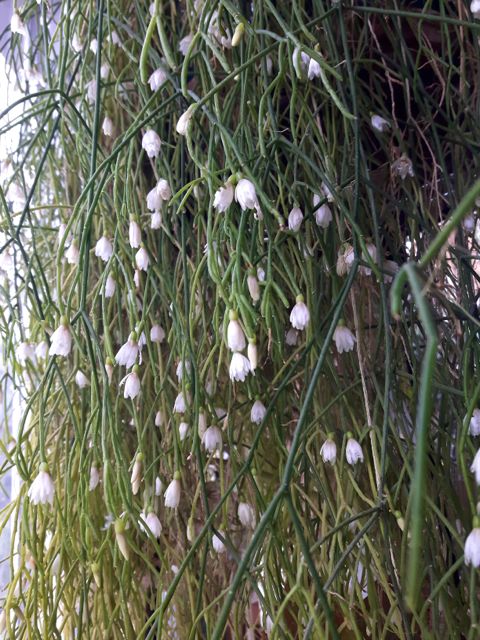 Rhipsalis