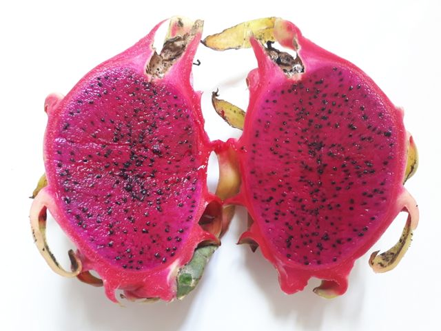Hylocereus polyrhizus (Pitaya sanguin) - Coupe