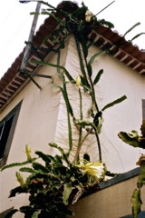 Hylocereus