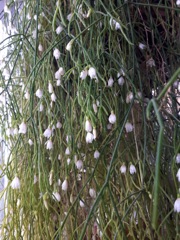 Rhipsalis