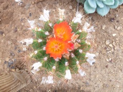 Parodia horstii