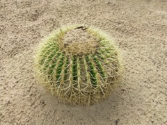 Echinocactus grusonii