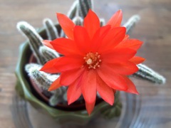 Chamaecereus silvestrii (Cactus cornichon) - Fleur de face