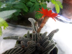 Chamaecereus silvestrii (Cactus cornichon) - Fleur de profil