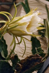 Hylocereus - Fleur