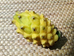 Selenereus Megalantus (Pitaya jaune)