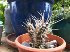 Tephrocactus articulatus var. papyracanthus (Opuntia de Papier)