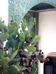 Opuntia ficus-indica