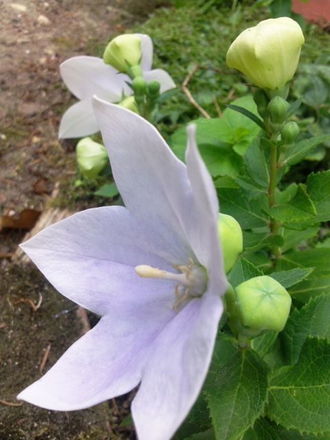 Platycodon grandiflorus - 5 lobes