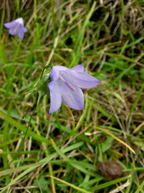 Campanula cochlearriifolia