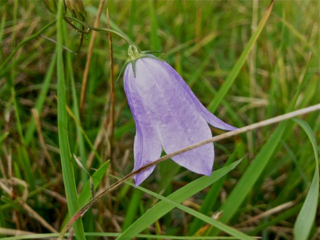 Campanula cochlearriifolia - Profil