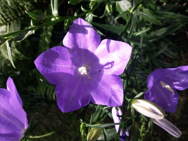 Campanula persicifolia (Campanule de Perse) - Face