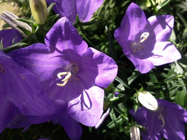 Campanula persicifolia (Campanule de Perse) - Massif