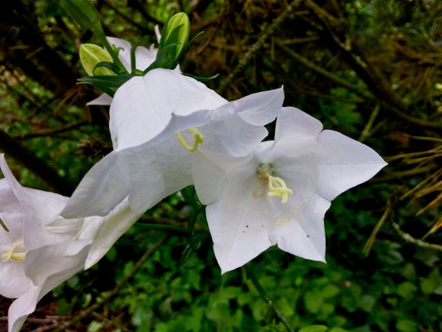 Campanula persicifolia (Campanule de Perse) - Alba