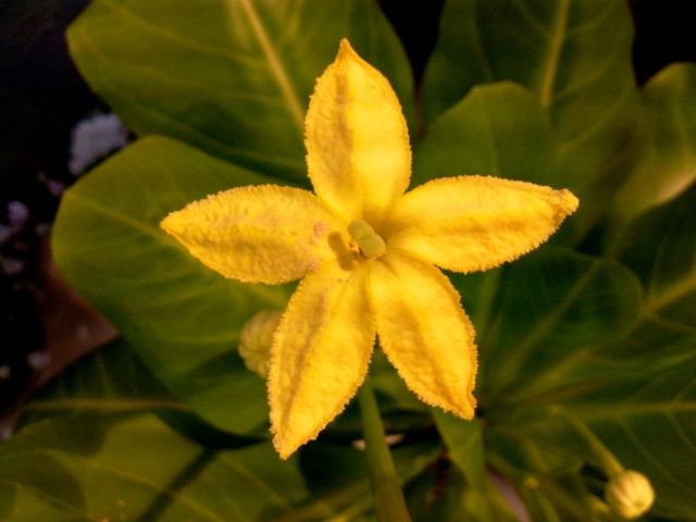 Brighamia insignis (Palmier de Hawaï) - Fleur jaune