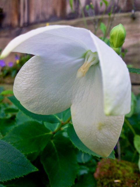 Platycodon grandiflorus - 4 lobes