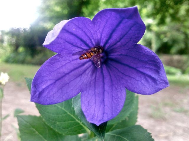 Platycodon grandiflorus - 5 lobes, bleu