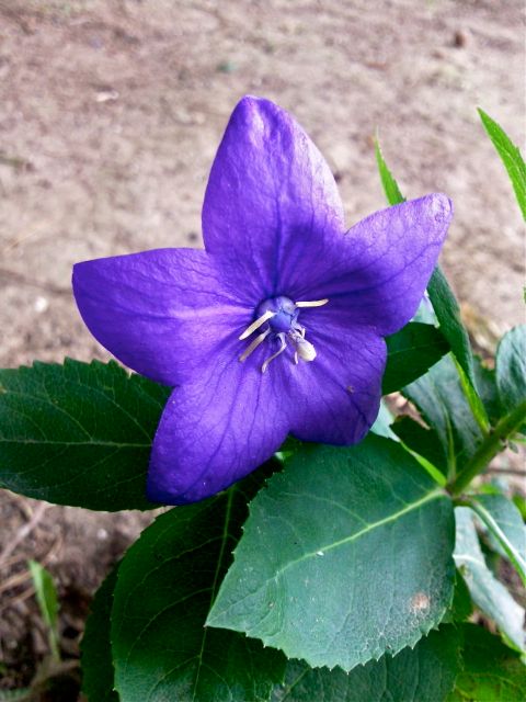 Platycodon grandiflorus - Feuillage