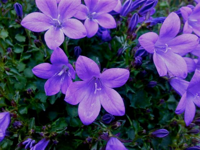 Campanula portenschlagiana (Campanule muralis)