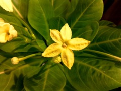 Brighamia insignis (Palmier de Hawaï) - Fleurs et feuilles