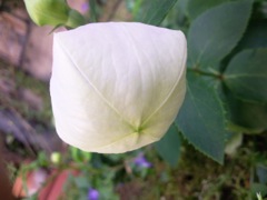 Platycodon grandiflorus - Bouton