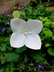 Platycodon grandiflorus - Face