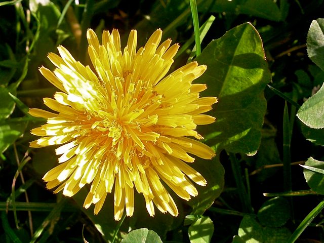 Pissenlit (Taraxacum) - Fleur et feuille