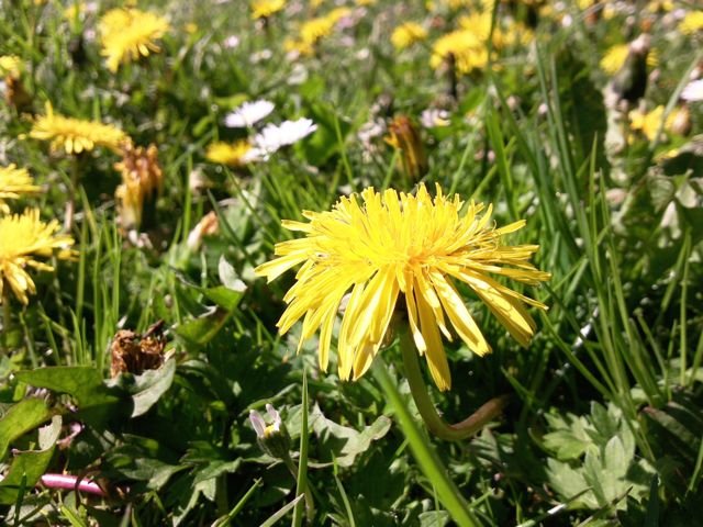 Pissenlit (Taraxacum) - Champ