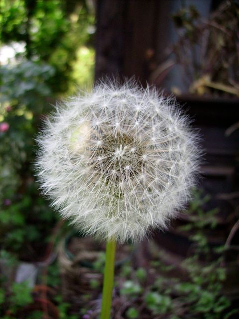 Pissenlit (Taraxacum) - Fructification