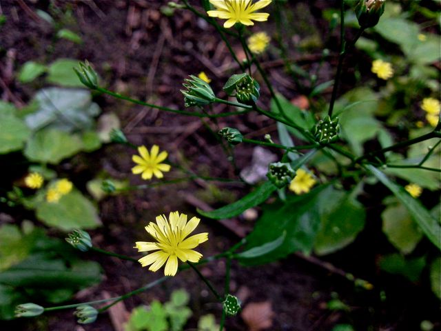 Crepis capillaris (Crépide capillaire) - Fleurs