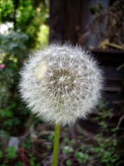 Pissenlit (Taraxacum) - Fructification