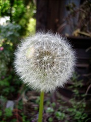 Pissenlit (Taraxacum) - Fructification