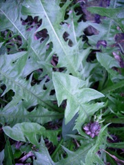 Pissenlit (Taraxacum) - Feuilles