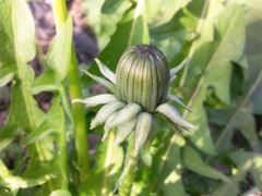Pissenlit (Taraxacum) - Floraison