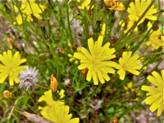 Crepis (Crépide)