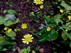 Crepis capillaris (Crépide capillaire) - Fleurs