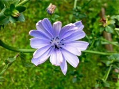 Cichorium (Chicorée)