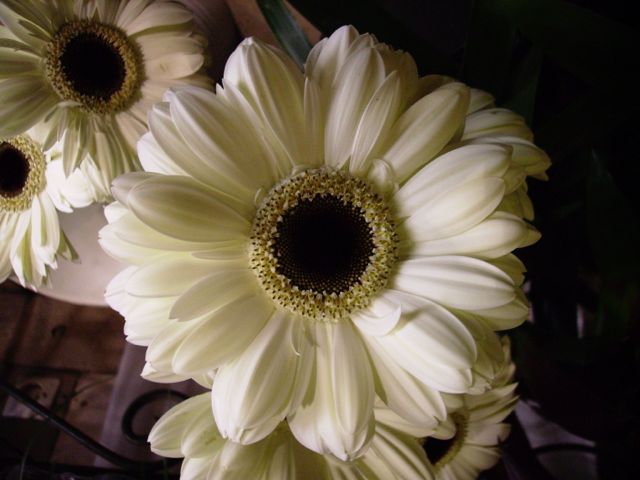 Gerbera - Blanc