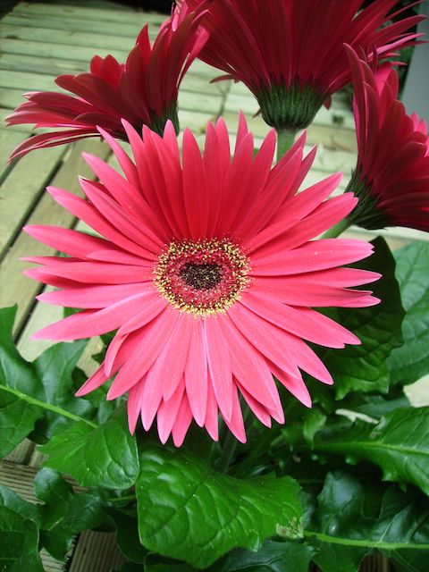 Gerbera - Rouge