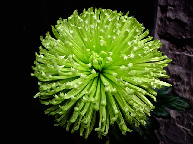 Chrysanthemum (Chrysanthème) - Jaune