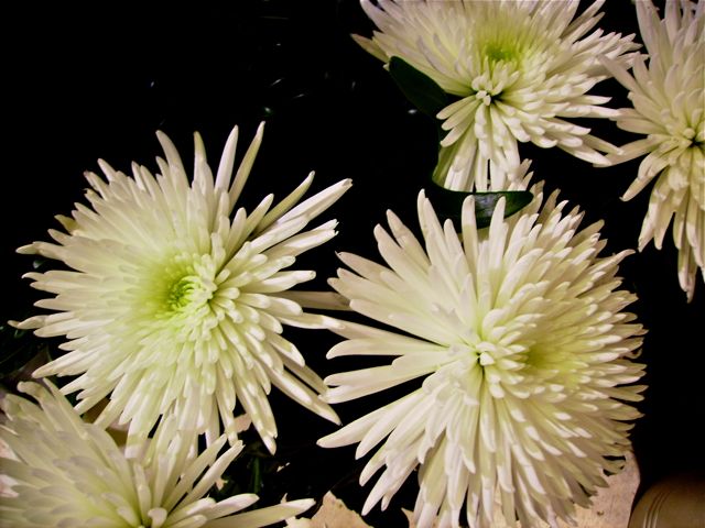 Chrysanthemum (Chrysanthème) - Blanc