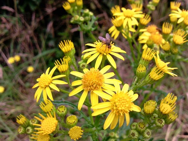 Senecio jacobaea (Séneçon jacobée)