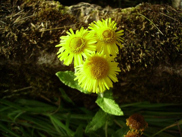 Senecio (Seneçon)