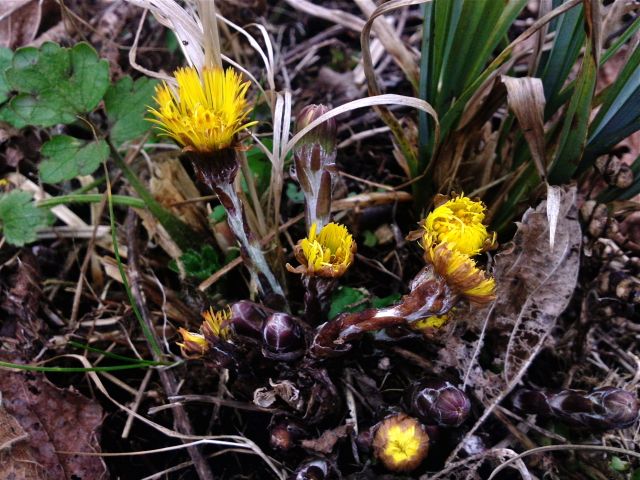 Tussilago farfara (Tussilage, Pas-d'âne) - Floraison