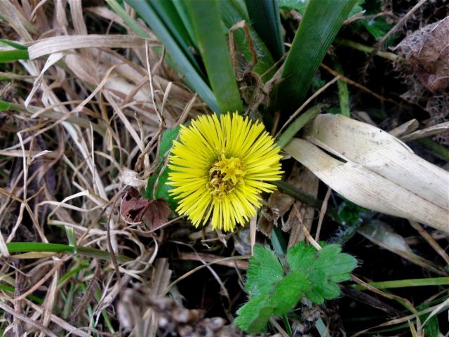 Tussilago farfara (Tussilage, Pas-d'âne)