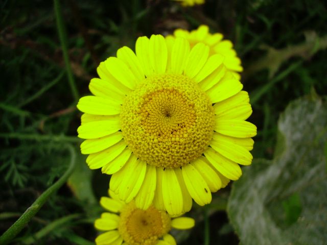 Anthemis tinctora (Anthémis des teinturiers)